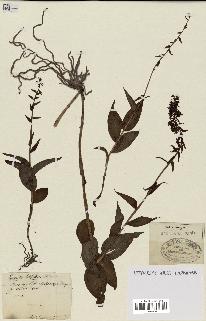 spécimen de Epipactis helleborine
