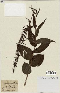 spécimen de Epipactis helleborine