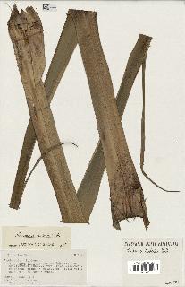 spécimen de Pandanus tectorius