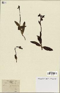 spécimen de Serapias neglecta
