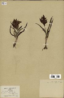spécimen de Serapias neglecta