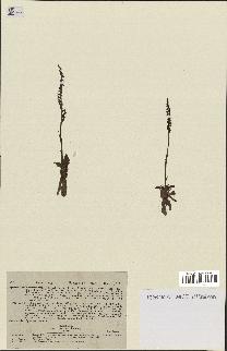 spécimen de Spiranthes spiralis