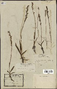 spécimen de Spiranthes aestivalis