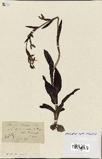 spécimen de Ophrys apifera