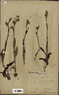 spécimen de Ophrys apifera