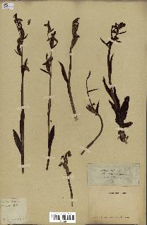 spécimen de Ophrys apifera