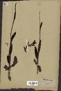 spécimen de Ophrys apifera