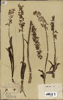 spécimen de Orchis mascula