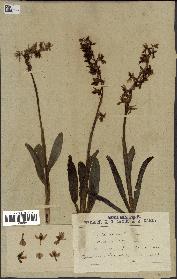 spécimen de Orchis mascula