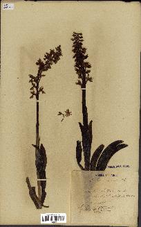 spécimen de Orchis mascula