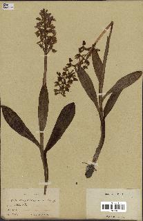 spécimen de Orchis mascula