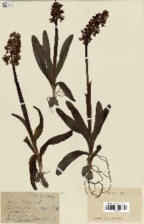 spécimen de Orchis mascula