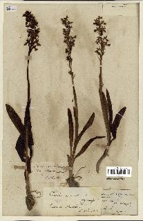 spécimen de Orchis mascula