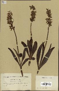 spécimen de Orchis mascula