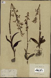 spécimen de Orchis mascula