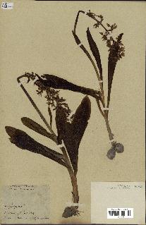 spécimen de Orchis mascula