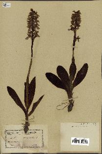 spécimen de Orchis mascula