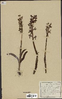 spécimen de Orchis mascula