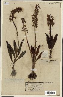 spécimen de Orchis mascula