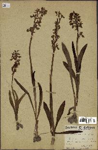 spécimen de Orchis mascula