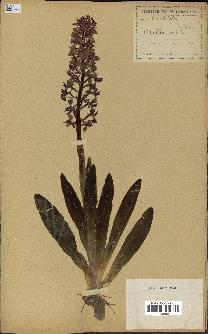 spécimen de Orchis mascula