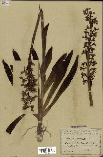 spécimen de Orchis mascula