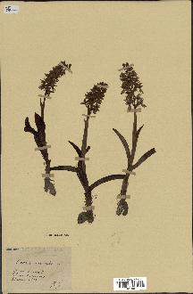 spécimen de Orchis mascula