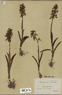 spécimen de Orchis mascula