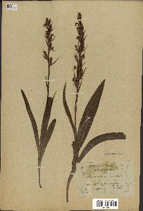 spécimen de Orchis mascula