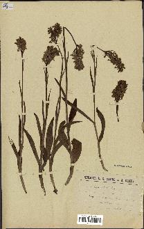 spécimen de Orchis mascula