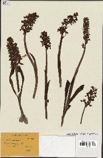 spécimen de Orchis mascula