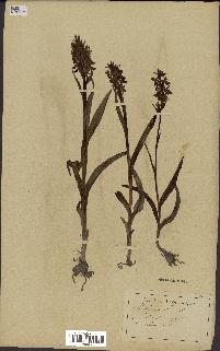 spécimen de Orchis mascula