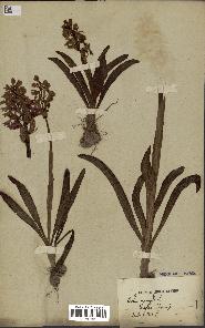 spécimen de Orchis mascula