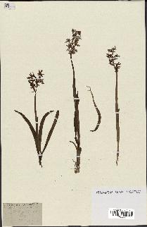 spécimen de Orchis mascula