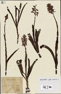 spécimen de Orchis mascula