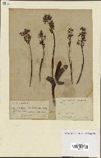 spécimen de Orchis mascula