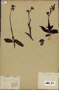 spécimen de Ophrys lutea