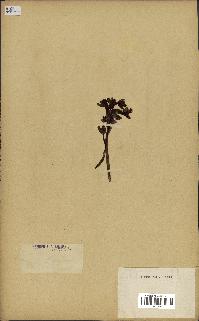 spécimen de Ophrys lutea
