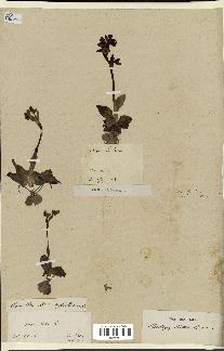 spécimen de Ophrys lutea