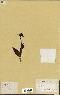 spécimen de Ophrys lutea