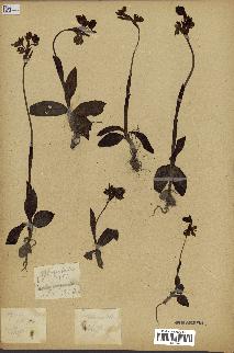 spécimen de Ophrys lutea