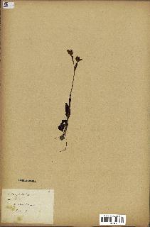 spécimen de Ophrys lutea