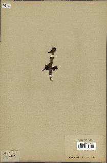 spécimen de Ophrys lutea