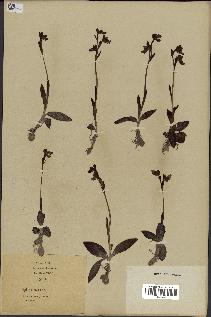 spécimen de Ophrys lutea