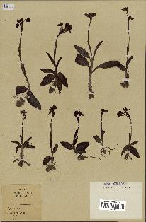 spécimen de Ophrys lutea