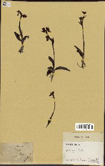 spécimen de Ophrys lutea