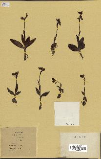 spécimen de Ophrys lutea