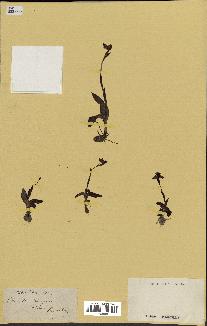 spécimen de Ophrys lutea