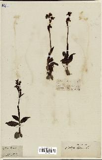 spécimen de Ophrys lutea