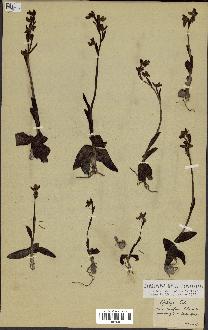 spécimen de Ophrys lutea